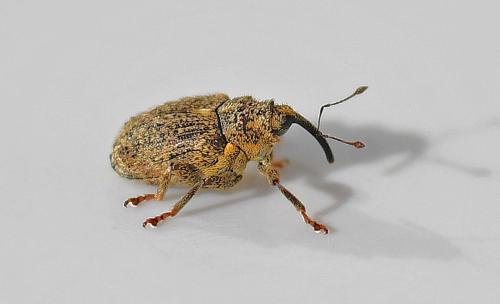 Réf. 353 138 : Ceutorhynchus pallidactylus
